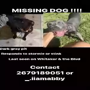 lost female dog stormie