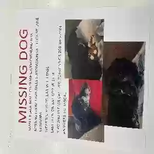 lost male dog rascal