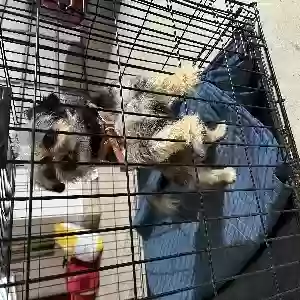found male dog unknown