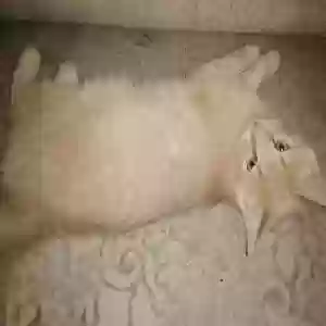 lost male cat romeo