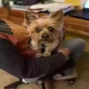 lost female dog ami