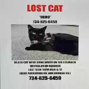 lost male cat budo