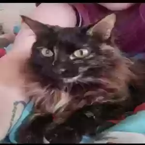 lost female cat calalina