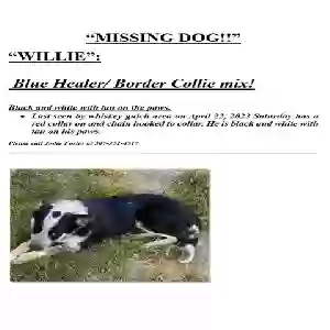 lost male dog willie