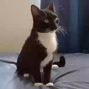 lost male cat kenji