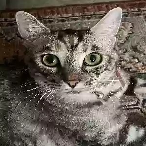 lost female cat cleo