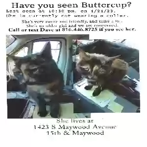 lost female cat buttercup