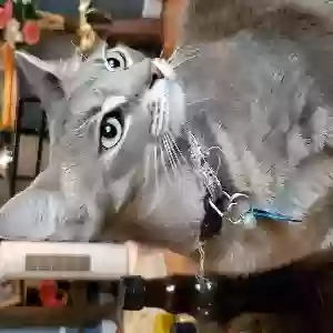 lost female cat elsa