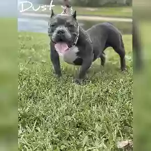 lost male dog dust
