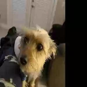 lost male dog austin thomas