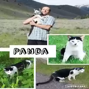 lost male cat panda