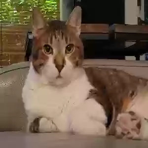 lost male cat scootter