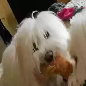 lost female dog annie