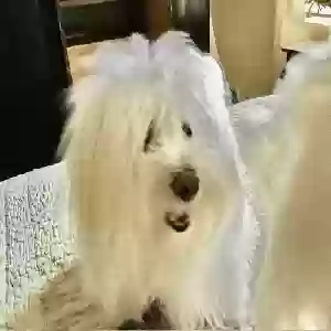 lost female dog annie