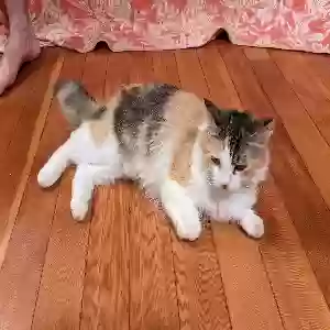 lost female cat phoebe