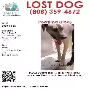 lost male dog poa'lima