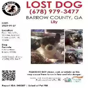 lost female dog lily