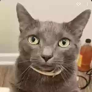 lost male cat gatsby