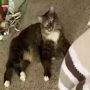 lost male cat chai