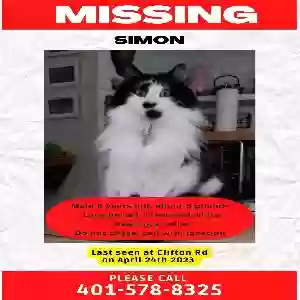 lost male cat simon