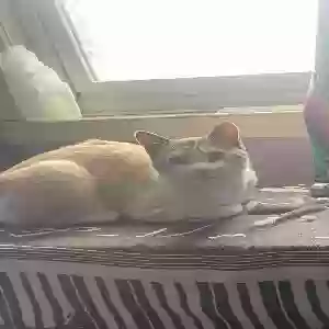 lost male cat thor