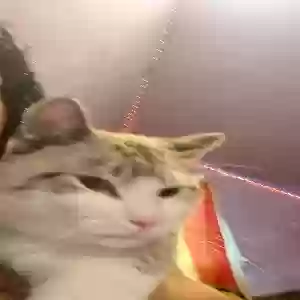 lost male cat thor