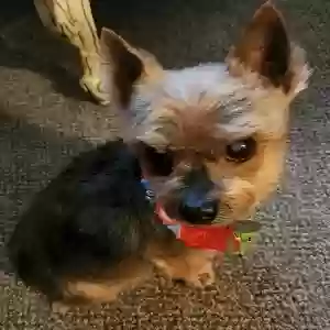 lost male dog louie