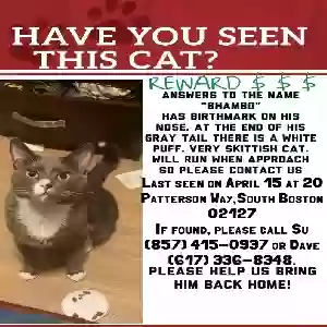 lost male cat shambo