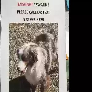 lost male dog kobe