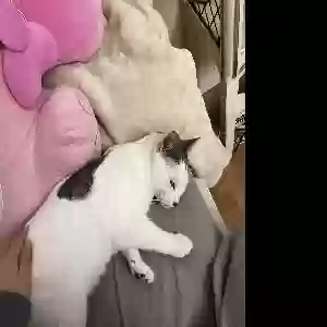lost female cat kiyoko