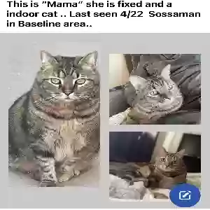 lost female cat mama