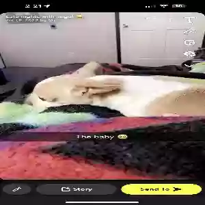 lost male dog kokeechi