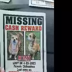 lost female dog mimi /mia