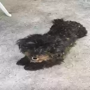 lost female dog mazie
