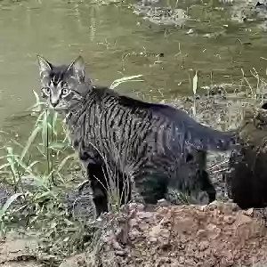 lost male cat kubota