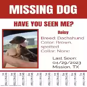 lost female dog daisy