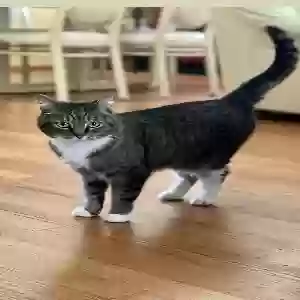 lost female cat nala