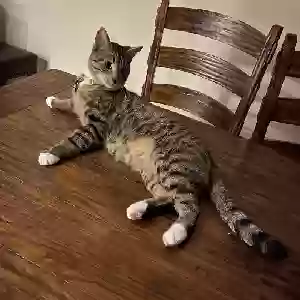 lost male cat kitkat
