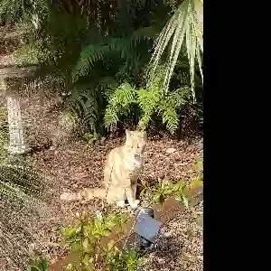 lost male cat rowdy