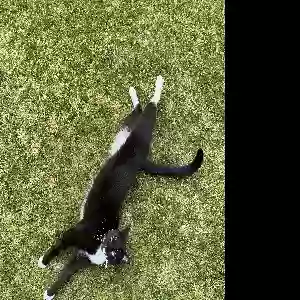 lost male cat oscar