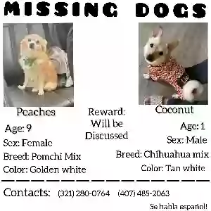 lost female dog peaches&coco