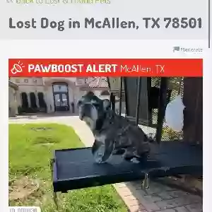 lost male dog soccer