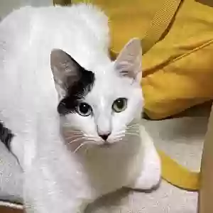 lost female cat willow