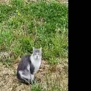 found male cat unknown