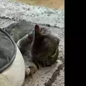found male cat kitkat