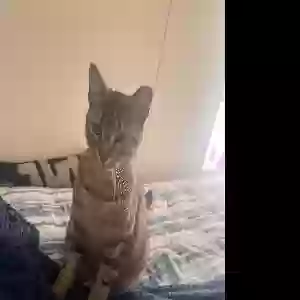 lost male cat roockie