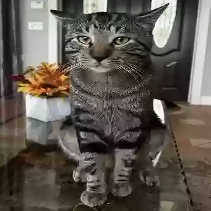 lost male cat donut