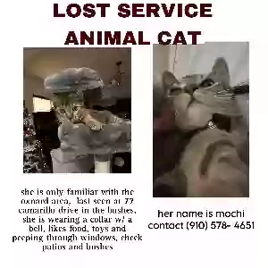 lost female cat mochi