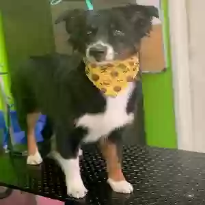 lost female dog beyla