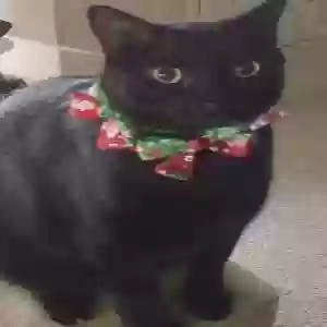 lost male cat jasper kitty